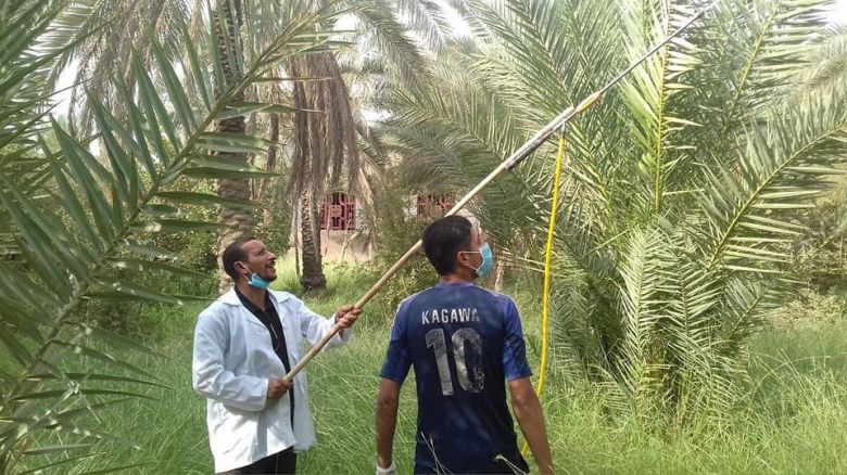 بعد إصابتها بأمراض (لفحة الجريد وتعفن النوارت الزهرية).. زراعة كربلاء تطلق حملة لمكافحة (7057 دونماً) من بساتين النخيل