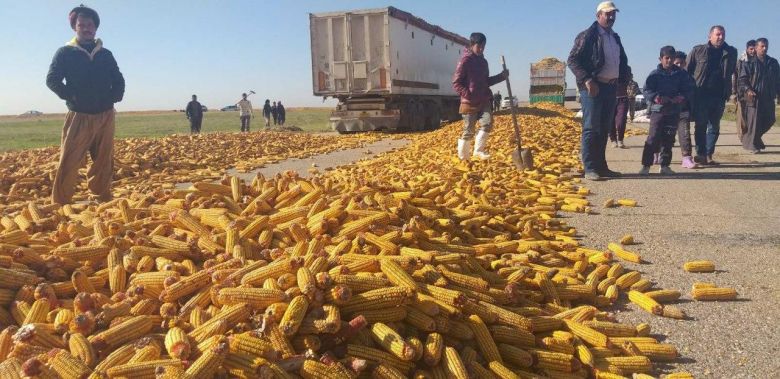 زراعة كربلاء تعلن عن استعدادها لتجيهز مربي الثروة الحيوانية بالذرة الصفراء