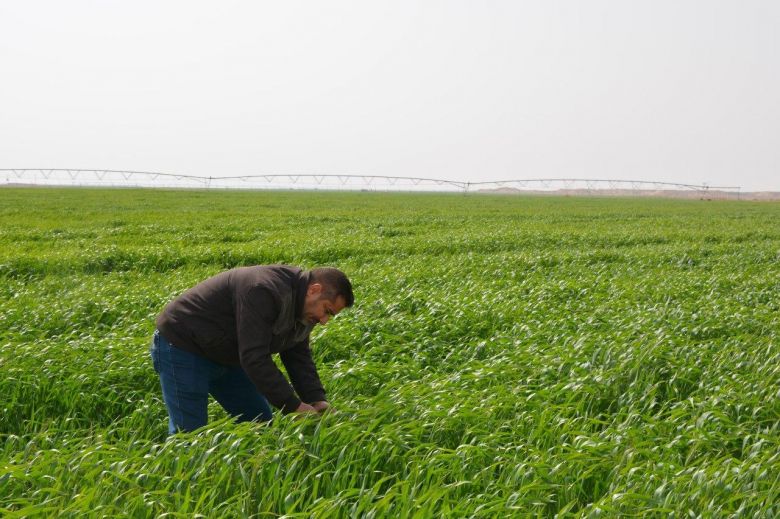 الحنطة والشعير تغطي أجزاءً واسعة من صحراء كربلاء