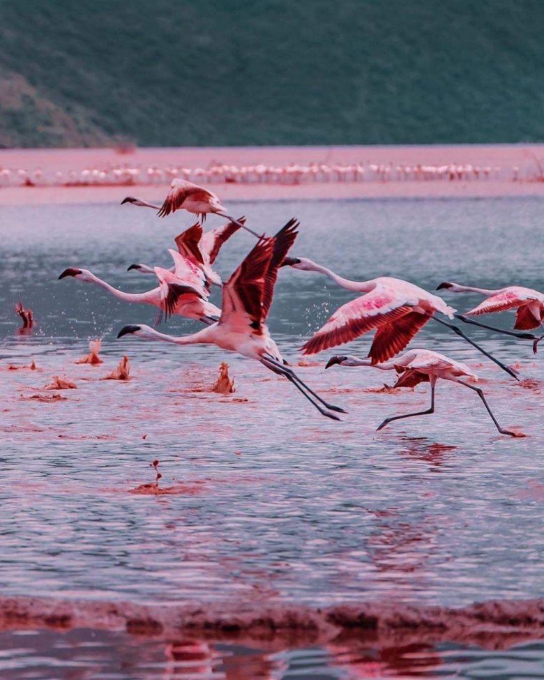 طيور الفلامنجو.. ريشٌ وردي ورقصٌ ساحر يخشى الإنقراض
