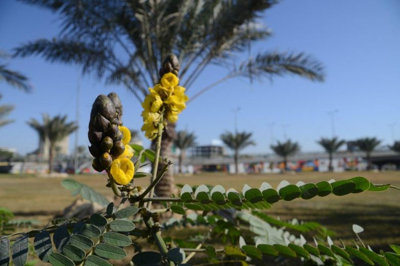 قامات النخيّل تزيّن شوارع مدينة كربلاء.. (تقرير مصوّر)