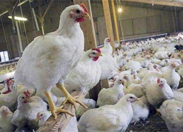 بدعم الحكومة المحلية..زراعة كربلاء تحقق الإكتفاء الذاتي من اللحوم البيضاء وبيض المائدة