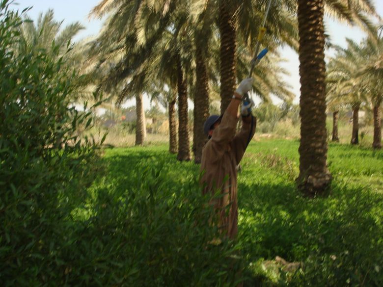 زراعة كربلاء تباشر بحملة مجانية لمكافحة عنكبوت الغبار على النخيل