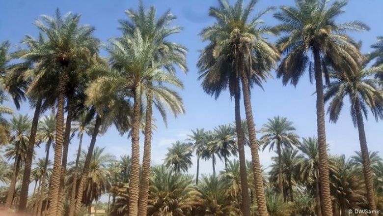 وزارة الزراعة: العراق يستعيد موقعه في الأسواق العالمية للتمور, وكربلاء من اهم المحافظات المنتجة له