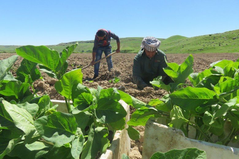 زراعة كربلاء تعلن عن خطتها الزراعية للموسم الشتوي