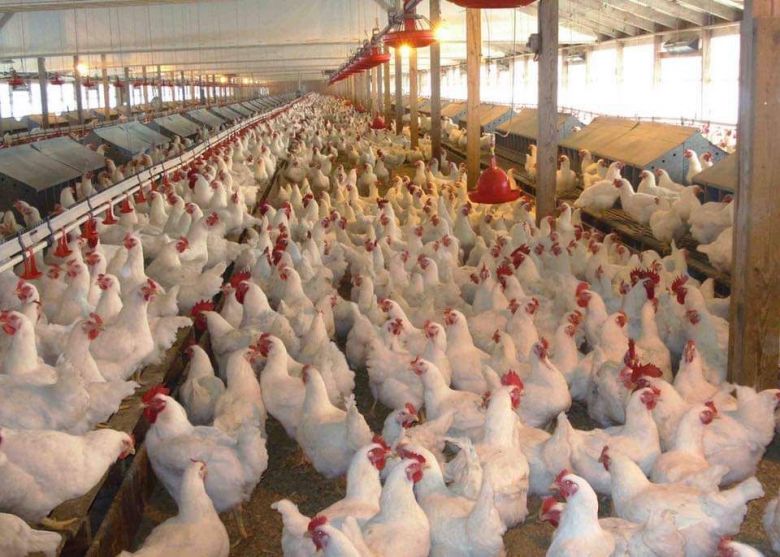 زراعة كربلاء تجهز مربي الدواجن بالذرة الصفراء بأسعار مدعومة