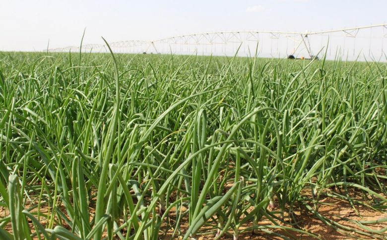 زراعة كربلاء تنفذ الخطة الشتوية  البالغة 128780 دونماً من المحاصيل الزراعية