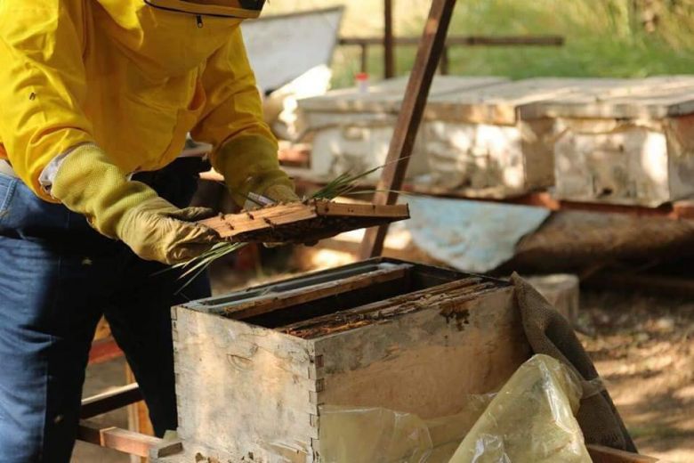 بواقع إنتاجي 130 طن.. كربلاء تتصدر المحافظات بانتاج العسل