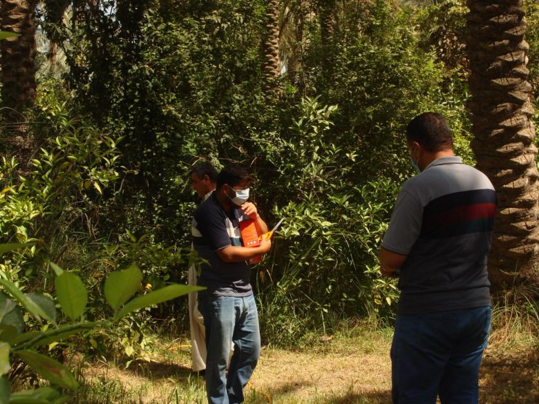 زراعة كربلاء تعلن البدء بحملة مجانية  لمكافحة حشرة (المن) لمحصول الحنطة والقوارض في الحقول الزراعية