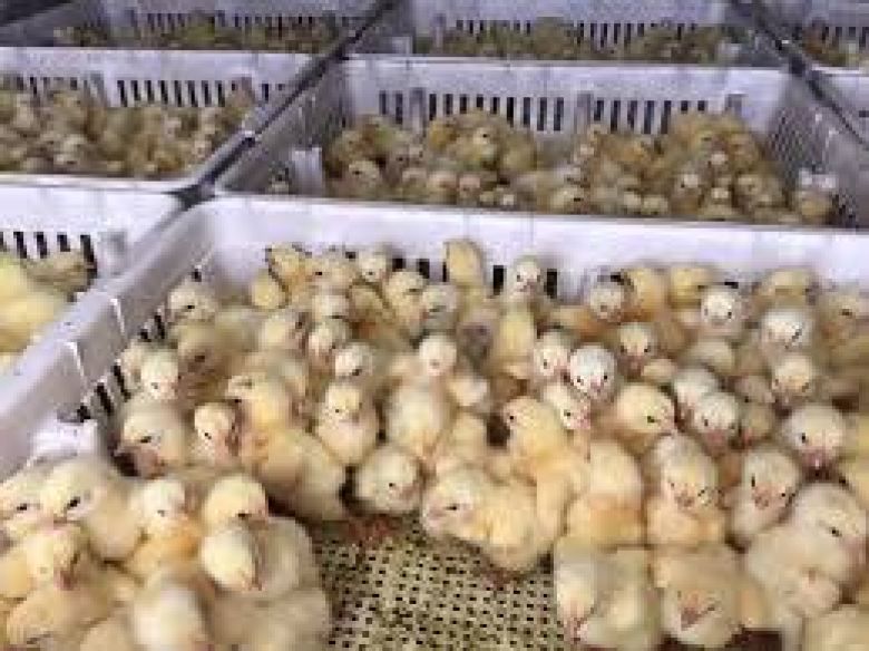 ازدياد معدلات إنتاج بيض المائدة وفروج اللحم في كربلاء وسد حاجة السوق المحلية