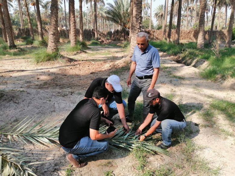 زراعة كربلاء تطلق حملة مجانية لمكافحة دوباس النخيل وحشرة السونة في محصول الحنطة