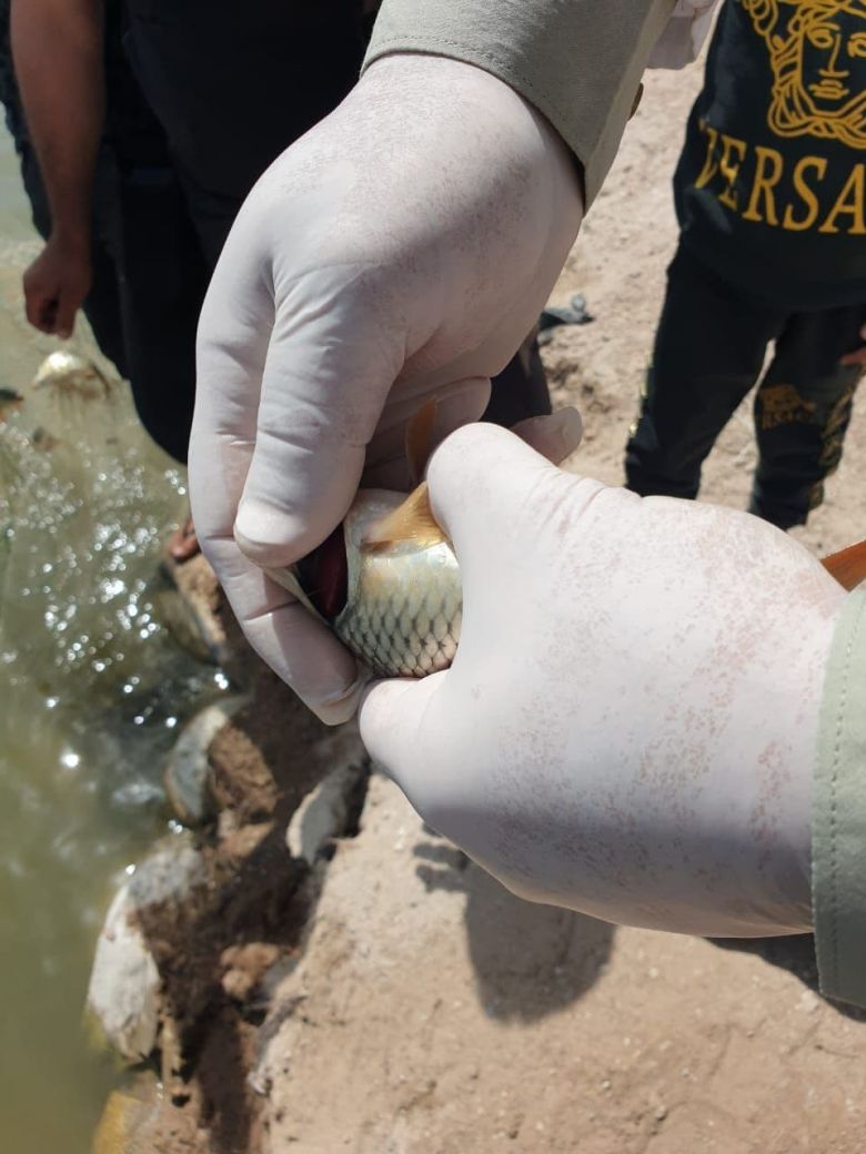 ثمان فقرات اتخذتها بيطرة كربلاء لحماية الاسماك من مرض كوي هيربس فايروس