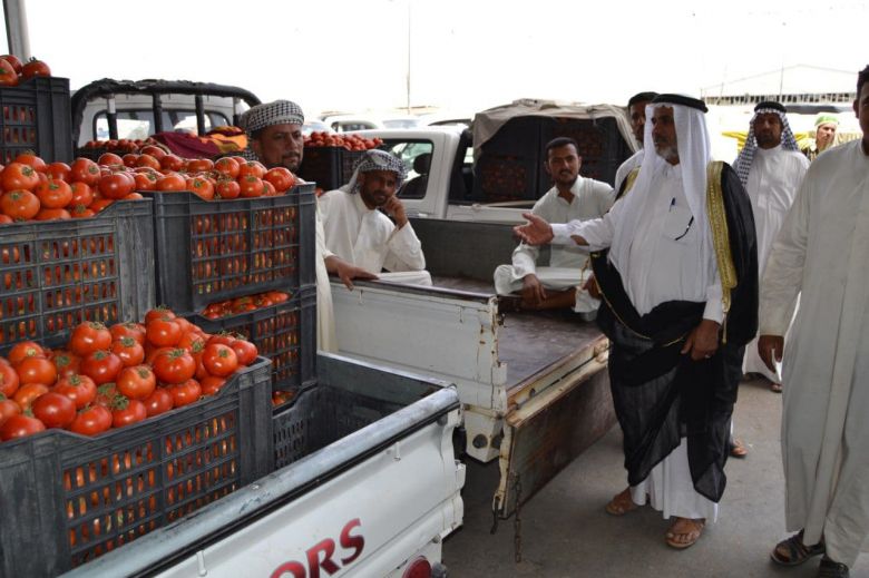 كربلاء من اولى المحافظات في انتاج الطماطم و الزراعة توضع الية لتحقيق الاكتفاء الذاتي