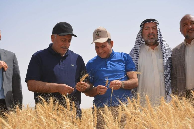 زراعة كربلاء تؤكد انسيابية عمليات حصاد وتسويق محصول الحنطة