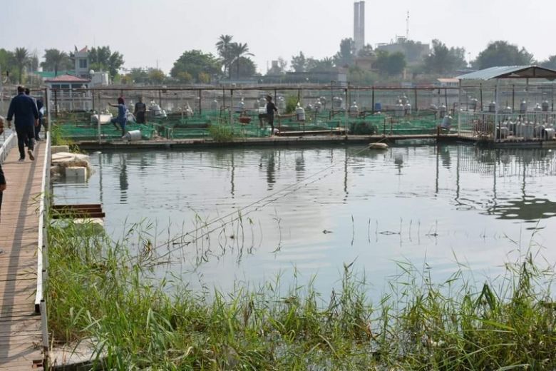 زراعة كربلاء تعلن عن تربية 30 الف سمكة