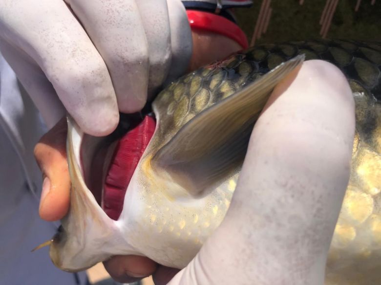 المستشفى البيطري يتبع اجراءات وقائية لمواجهة فايروس الكوي هيربس