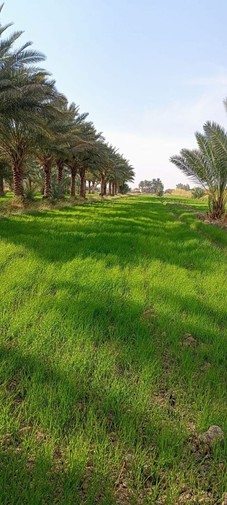 زراعة كربلاء تجهز مزارعي الجدول الغربي ببذور الحنطة و باسعار مدعومة بنسبة ٧٠% 