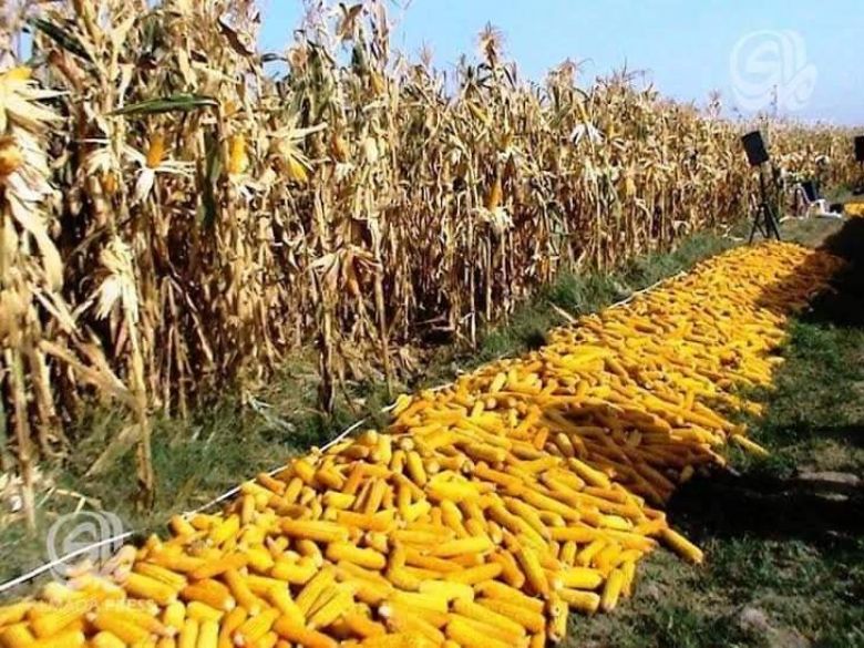 زراعة كربلاء تعلن البدء بجني وتسويق محصول الذرة الصفراء