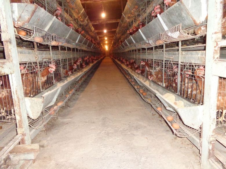 بيئة كربلاء تجري جولات رقابية لعدد من حقول الدواجن في المحافظة