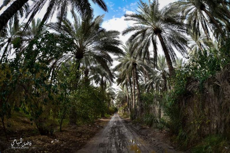 عدسة موقع كربلاء الاخباري تجري جولة صباحية في بساتين كربلاء