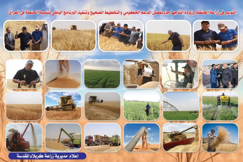 حملة مجانية 100%.. زراعة كربلاء تكافح أكثر من (25 ألف دونم) من أدغال الحنطة