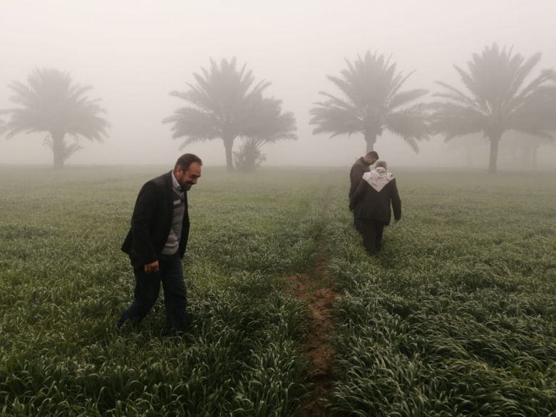 زراعة كربلاء تجري حملات مكثّفة لوقاية محاصيل الحنطة من الآفات الضارّة