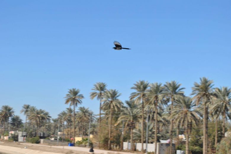 بيئة كربلاء تتابع واقع التنوع الاحيائي في قضاء الحسينية