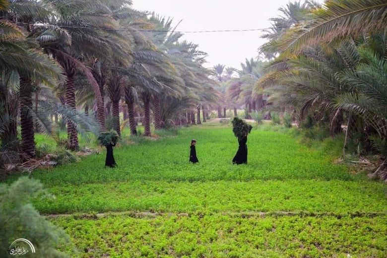 بالصور.. صباحات كربلائية