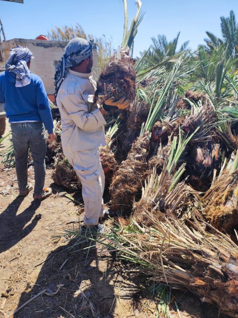 لدعم الطاقة وتقليل الانبعاثات.. بلديات كربلاء تستلم الوجبة الاولى من فسائل النخيل
