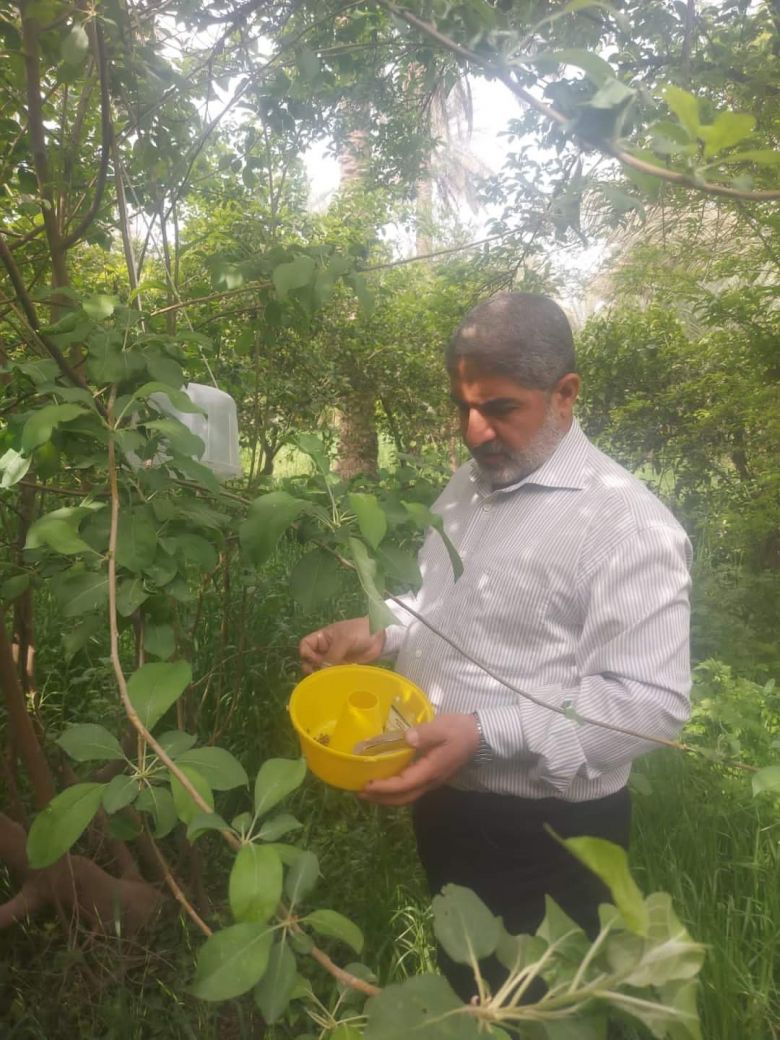 انطلاق حملة لمكافحة ذبابتي الفاكهة والخوخ وذبابة الياسمين البيضاء