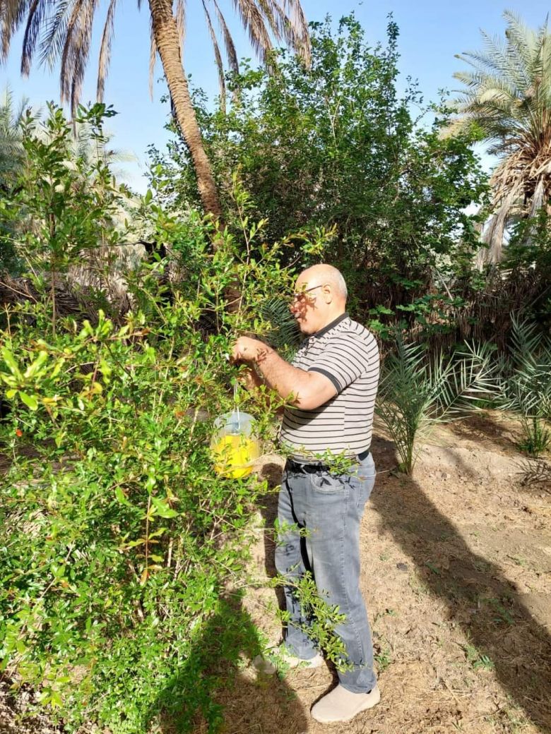 زراعة كربلاء تستمر بالحملة مجانية لمكافحة ذبابة الياسمين البيضاء على الحمضيات
