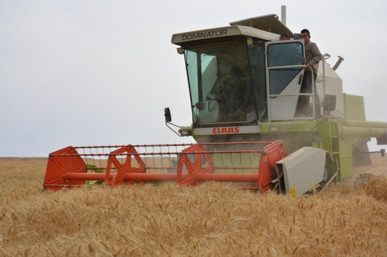 استمرار عمليات حصاد الحنطة وتسويق اكثر من ١٣ الف طن