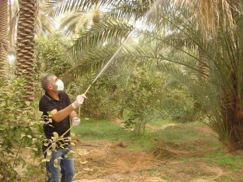زراعة كربلاء تبدأ بحملة ارضية مجانية لمكافحة حشرة الدوباس على النخيل
