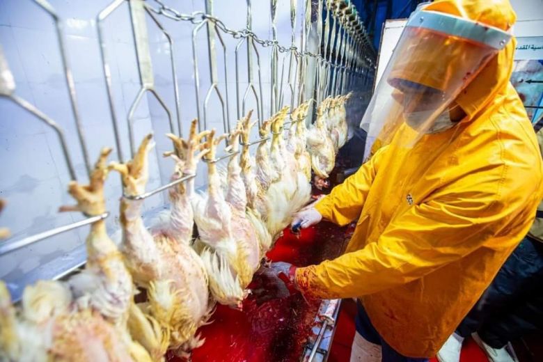 خلال شهر واحد.. مشاريع فروج اللحم تسوق اكثر من (971919) دجاجة للأسواق  المحلية