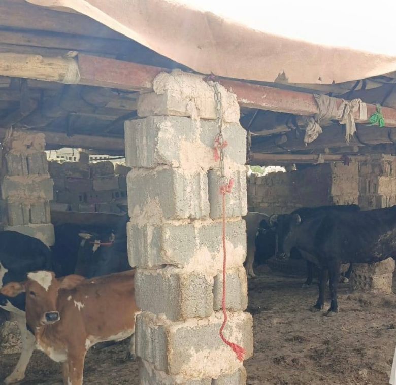 حماية للثروة الحيوانية …لجنة منع ظاهرة الرعي العشوائي تنظم حملة  لإزالة عدد من حضائر الرعي  المتجاوزة