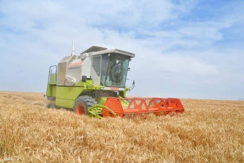 كربلاء تحقق اكتفاءاً ذاتيا من محصول الحنطة بنسبة ٨٥% .. والخطابي يصرح سنتجاوز ٢٠٠ الف طن في الموسم المقبل