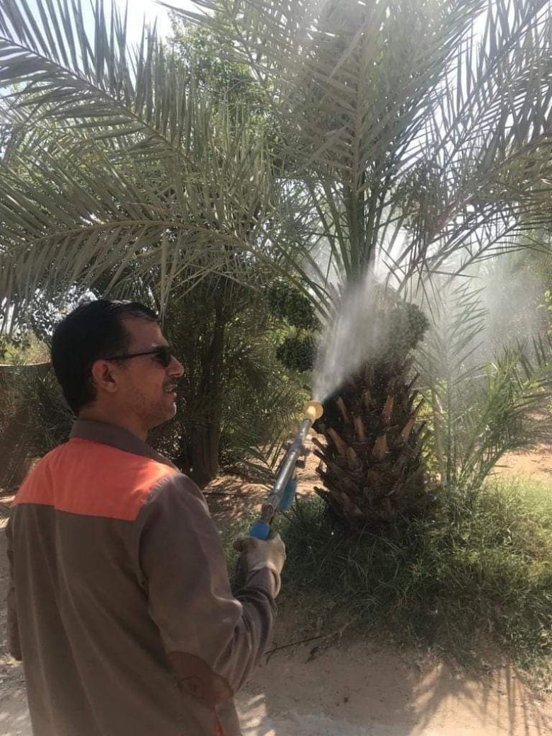 البدء بحملة مجانية لمكافحة عنكبوت الغبار على اشجار النخيل