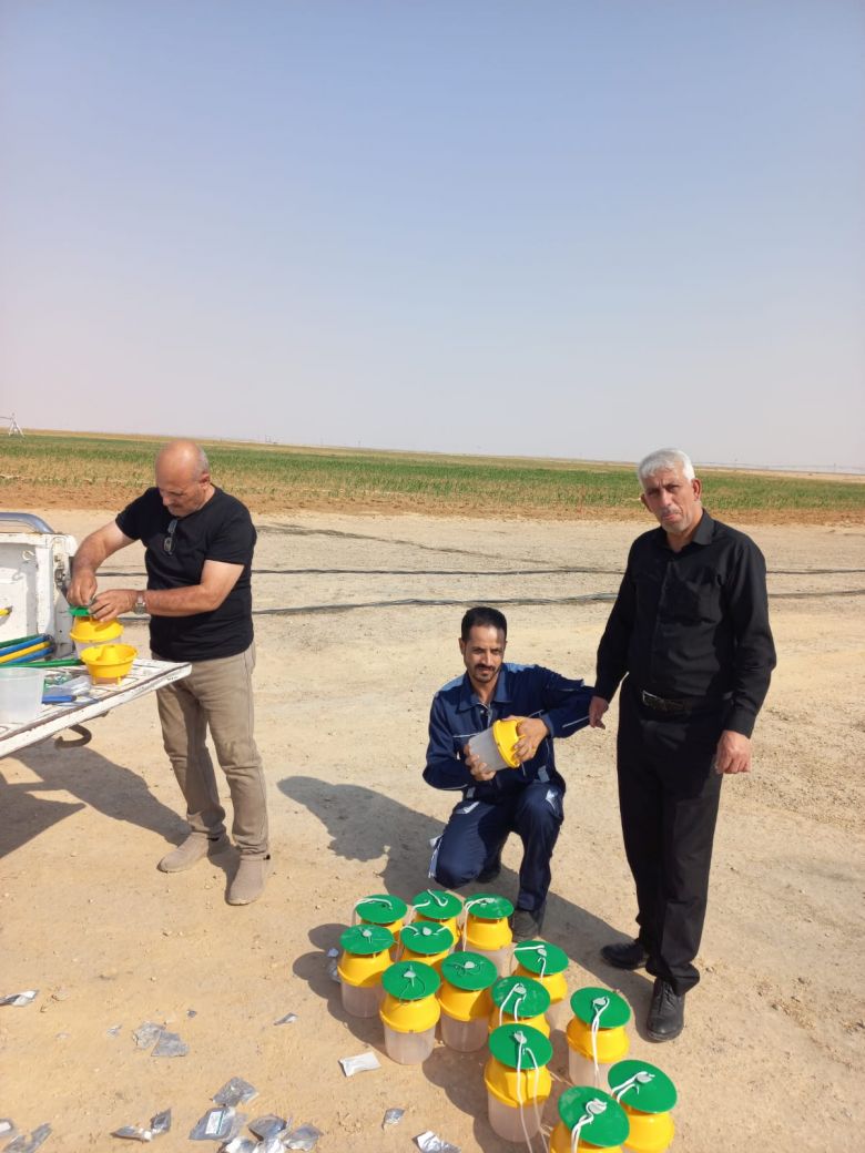 تنصيب مصائد فرمونية للتحري عن الدودة الجياشة الخريفية في حقول الذرة الصفراء