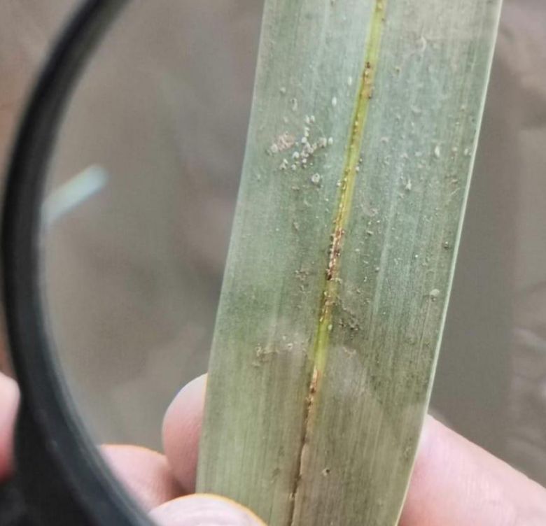 زراعة كربلاء تجري استعداداتها لمكافحة حشرة الدوباس في جيلها الخريفي