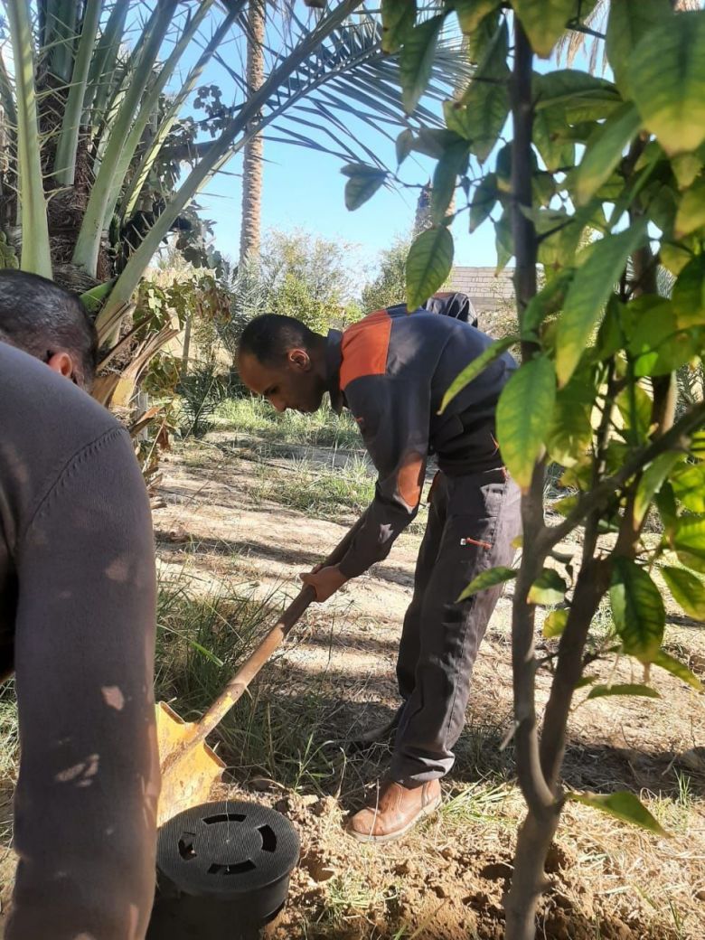 زراعة كربلاء تضع إجراءات احترازية صارمة لمنع إصابة النخيل بحشرة السوسة