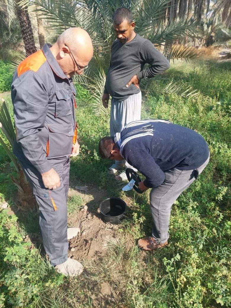 زراعة كربلاء تواصل عمليات التحري عن سوسة النخيل الحمراء