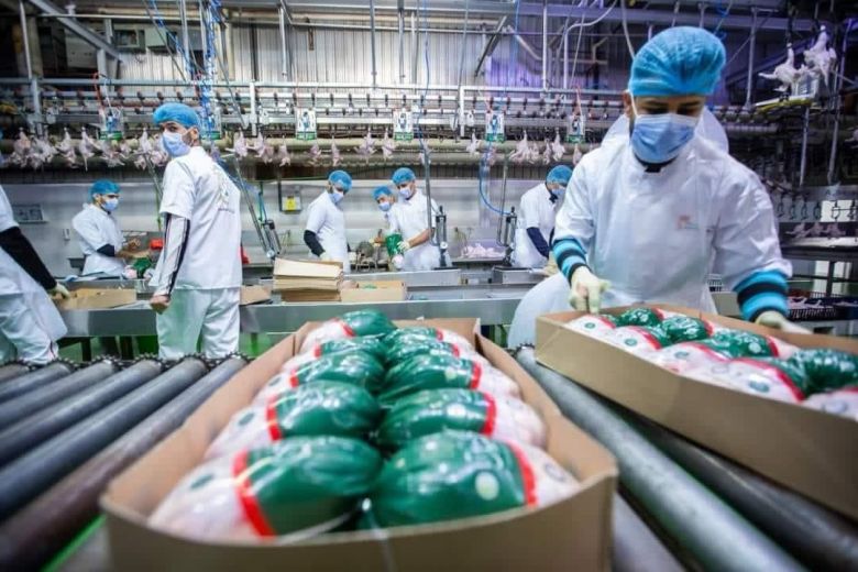 زراعة كربلاء تسوق اكثر من (83 ) طناً من لحوم الدواجن للاسواق المحلية