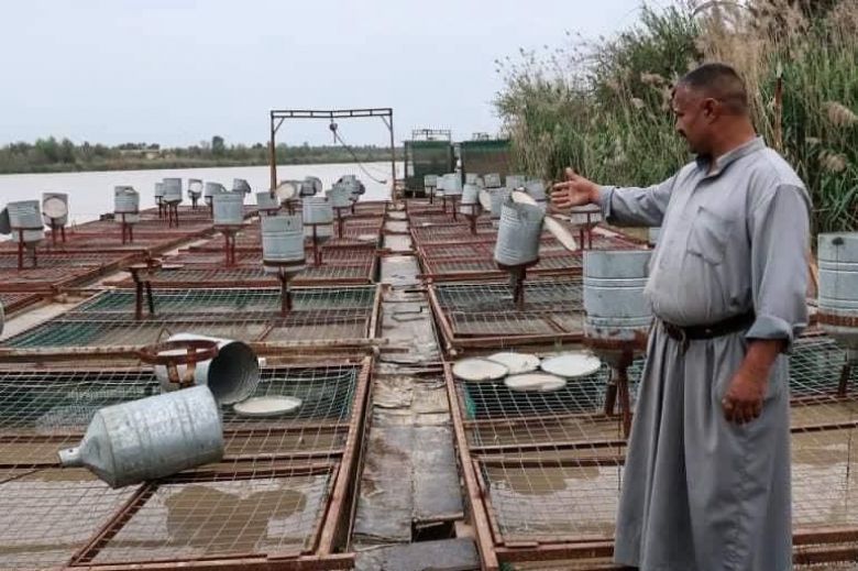 زراعة كربلاء تعلن تربية ما يقارب مئتي الف سمكة خلال شهر