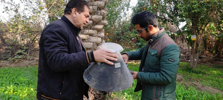 زراعة كربلاء تتخذ إجراءات وقائية صارمة لمعالجة آفة سوسة النخيل