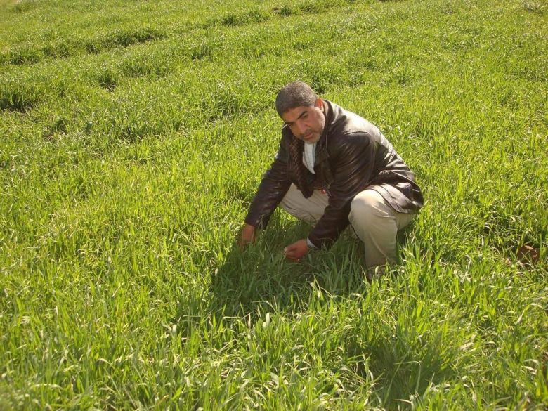 زراعة كربلاء تعلن الانتهاء من تنفيذ اكبر حملة لمكافحة ادغال الحنطة