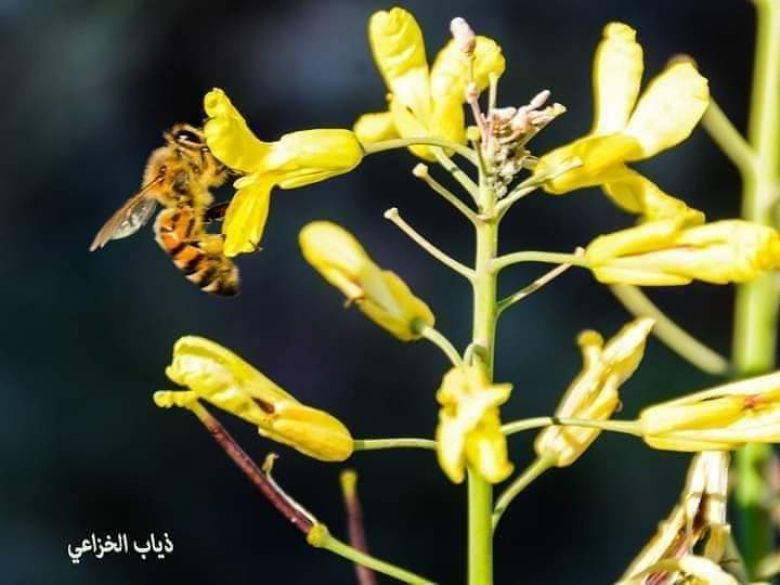 بالصور.. فيض من خيرات كربلاء