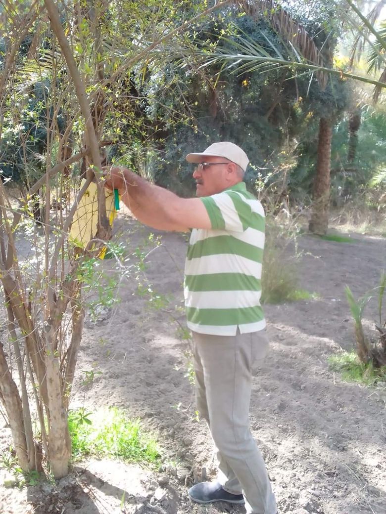 الاستمرار بحملة مكافحة الآفات الزراعية في بساتين كربلاء المقدسة