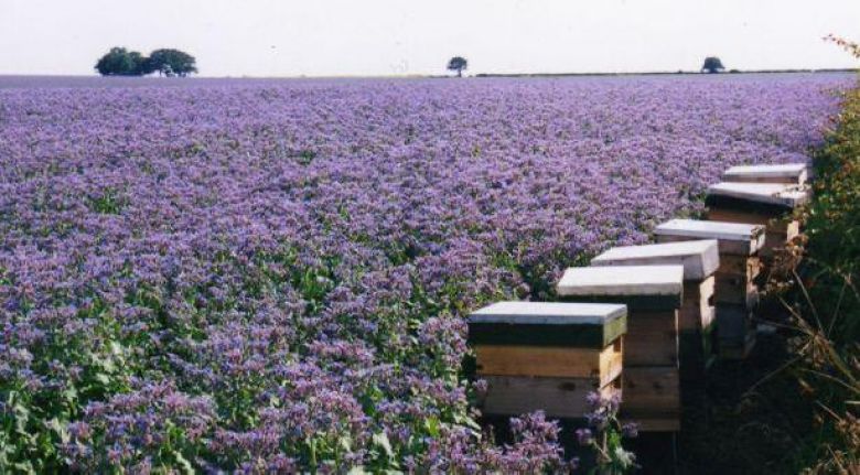 زراعة خبز النحل تجربة استثنائية بنتائج ناجحة