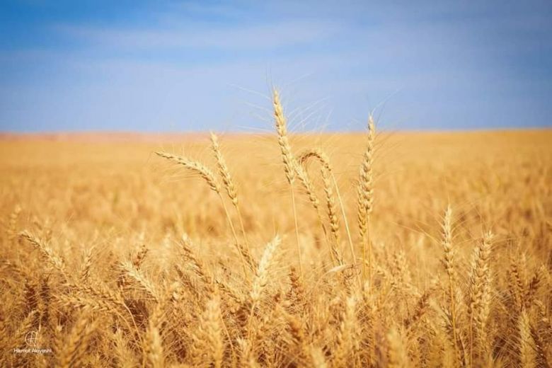 صحراء كربلاء تتألق بسنابل ذهبية من محصول الحنطة