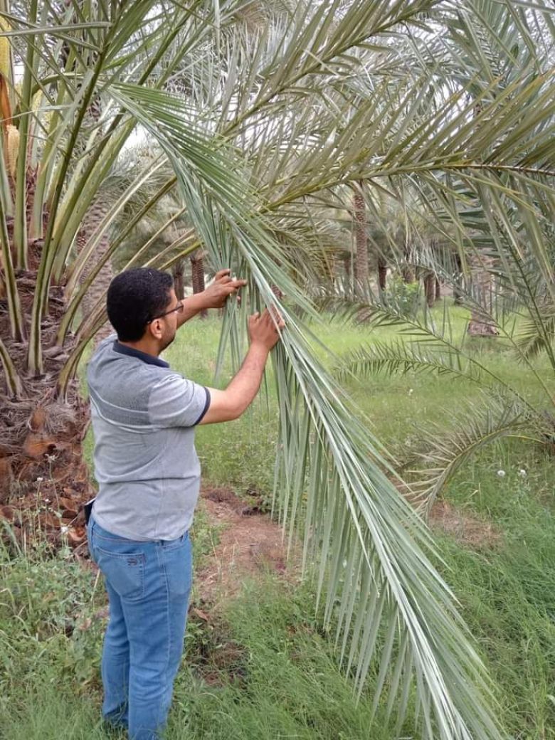 الاستمرار بحملة تحديد بؤر الإصابة بحشرة الدوباس في بساتين كربلاء